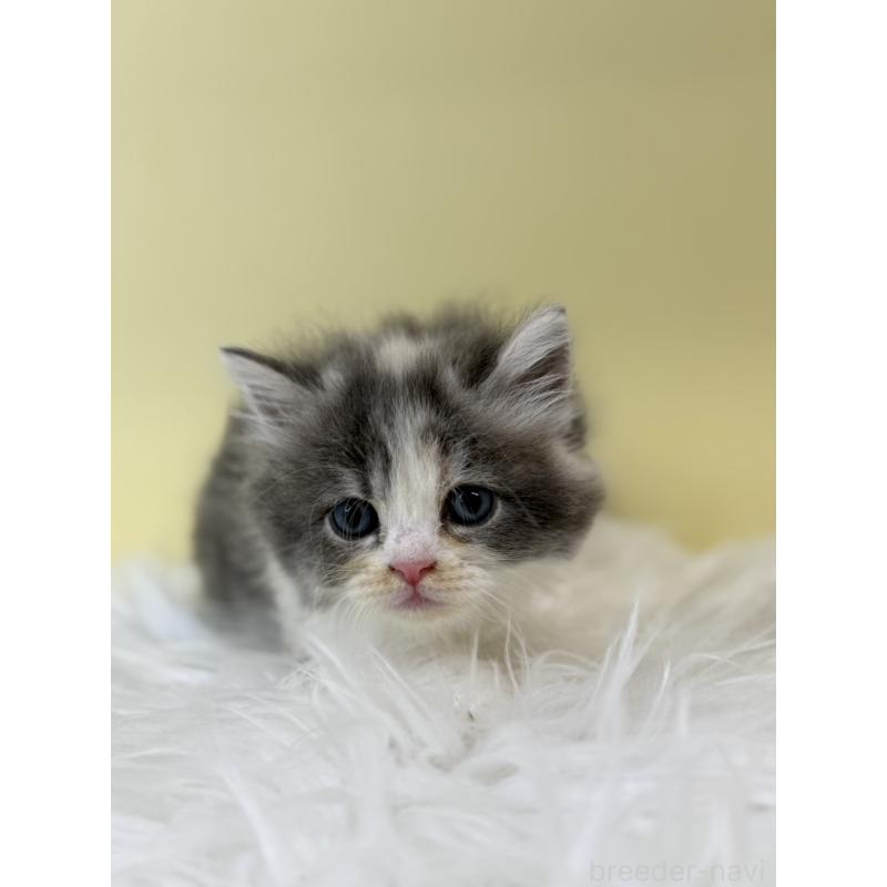 販売中の埼玉県のサイベリアン-132181の4枚目