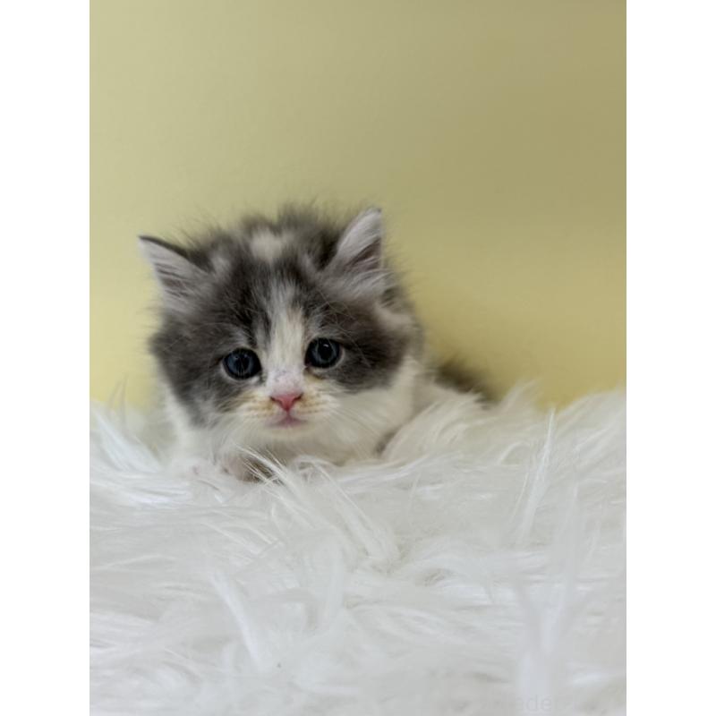 販売中の埼玉県のサイベリアン-132181の2枚目