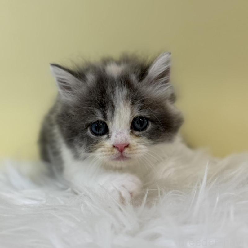 販売中の埼玉県のサイベリアン-132181の1枚目