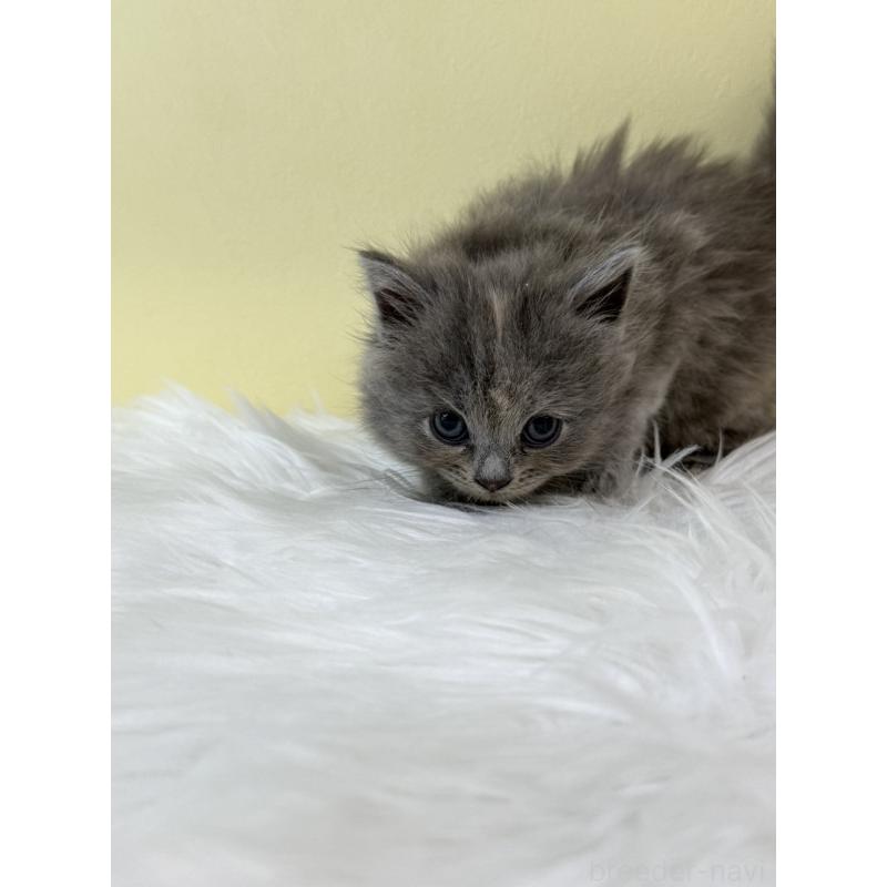 販売中の埼玉県のサイベリアン-132182の4枚目