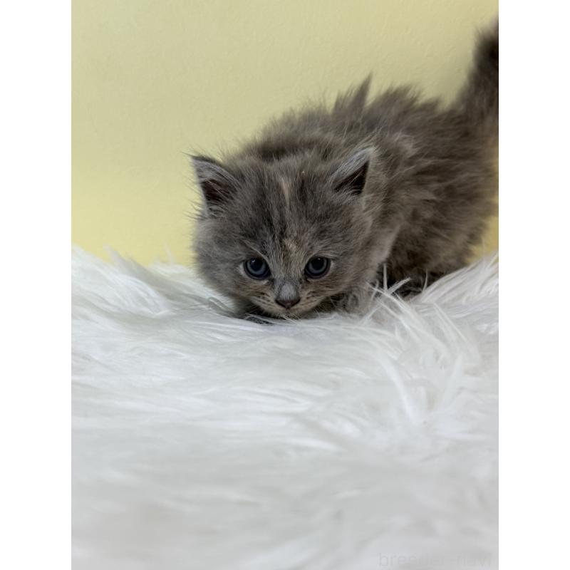 販売中の埼玉県のサイベリアン-132182の3枚目