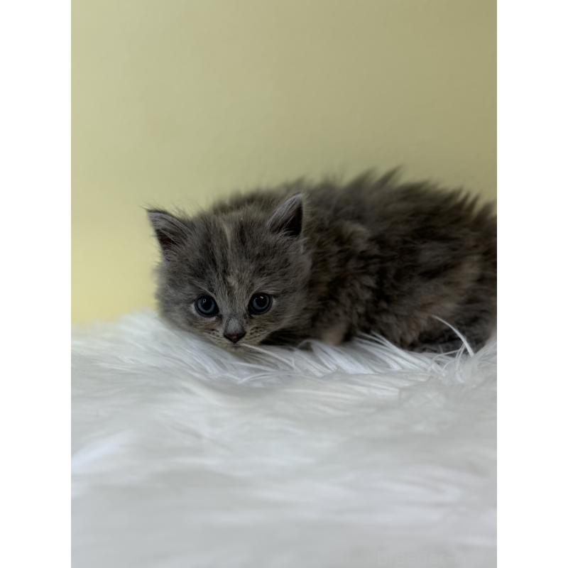 販売中の埼玉県のサイベリアン-132182の2枚目