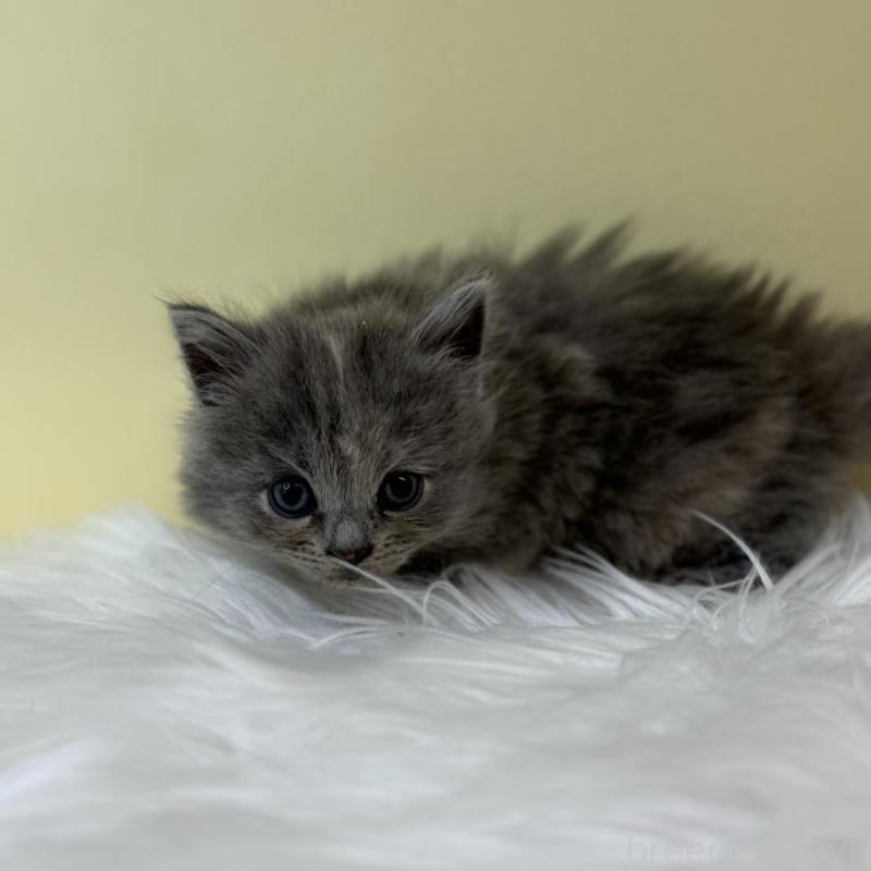 販売中の埼玉県のサイベリアン-132182の1枚目