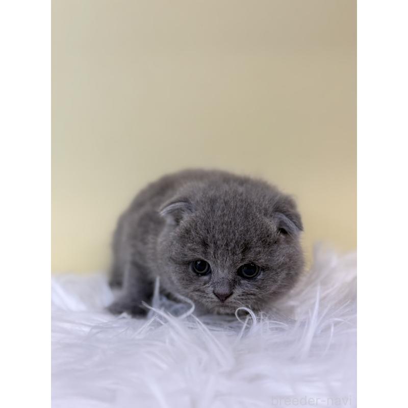 販売中の埼玉県のスコティッシュフォールド(折れ耳)-132183の4枚目