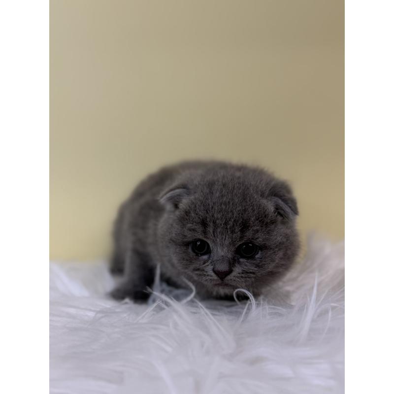 販売中の埼玉県のスコティッシュフォールド(折れ耳)-132183の3枚目