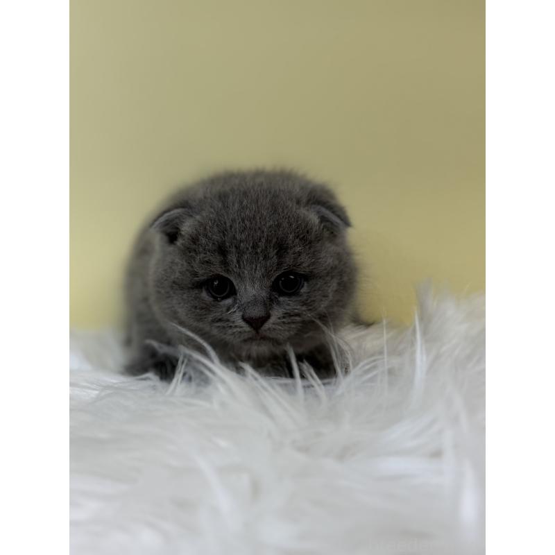 販売中の埼玉県のスコティッシュフォールド(折れ耳)-132183の2枚目