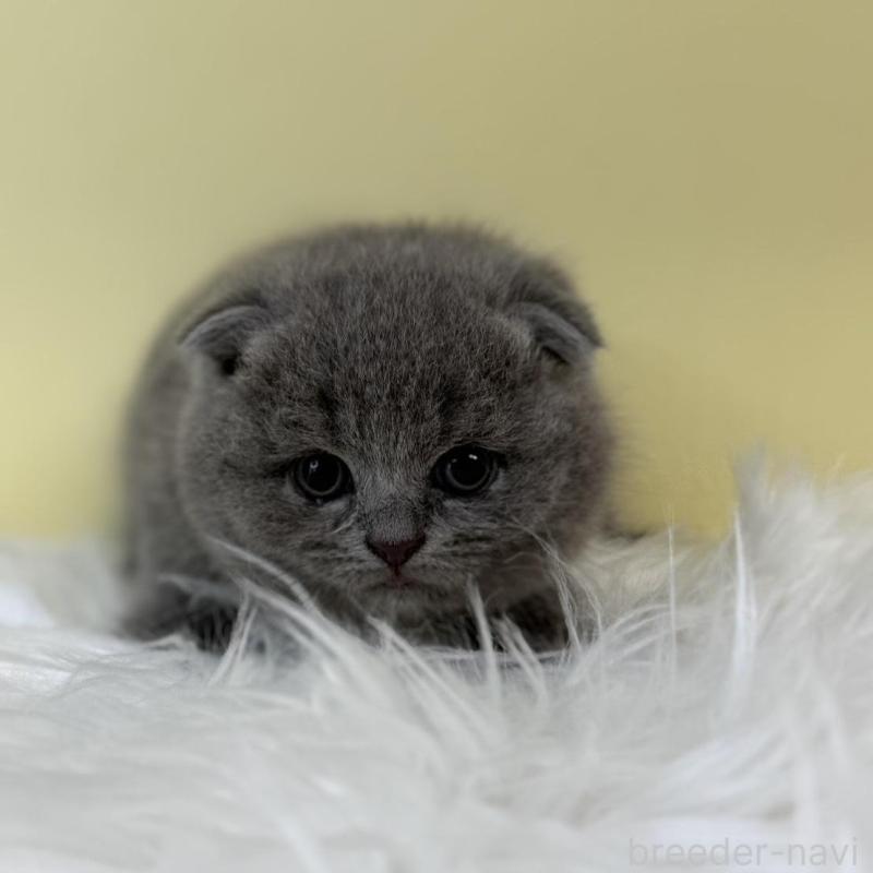 販売中の埼玉県のスコティッシュフォールド(折れ耳)-132183の1枚目