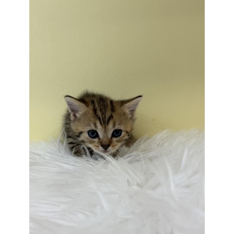 販売中の埼玉県のブリティッシュショートヘア-132184の4枚目