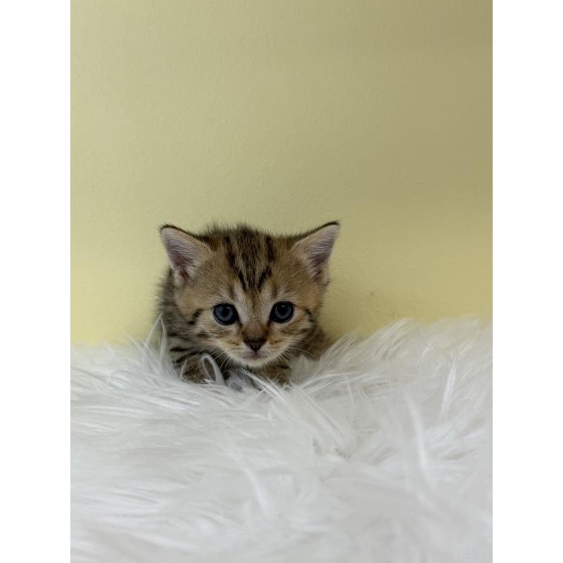 販売中の埼玉県のブリティッシュショートヘア-132184の3枚目