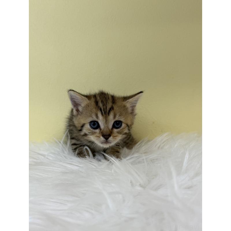 販売中の埼玉県のブリティッシュショートヘア-132184の2枚目