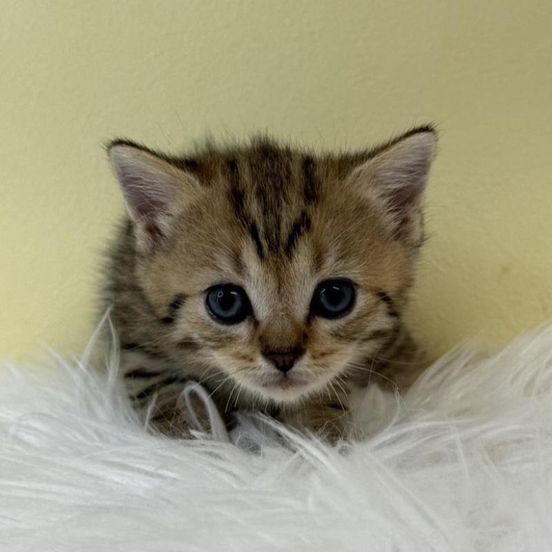 販売中の埼玉県のブリティッシュショートヘア-132184の1枚目