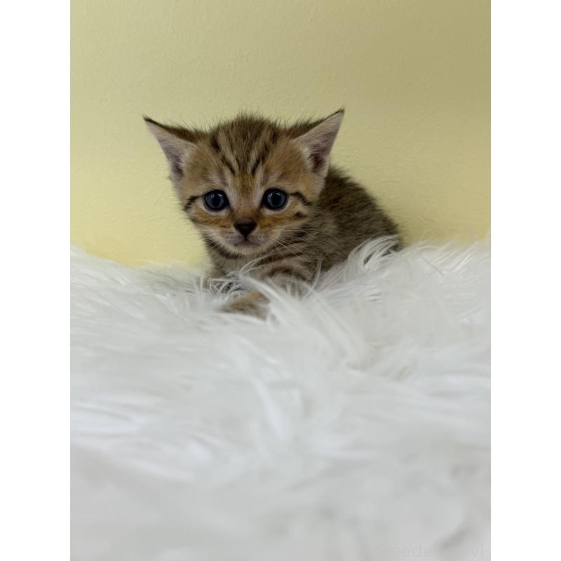 販売中の埼玉県のブリティッシュショートヘア-132185の4枚目