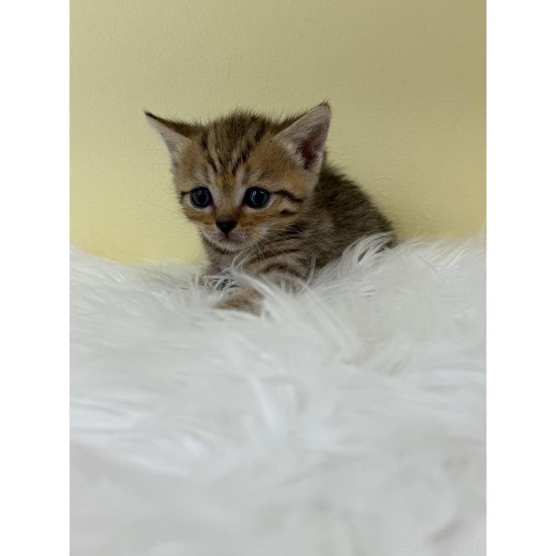 販売中の埼玉県のブリティッシュショートヘア-132185の3枚目