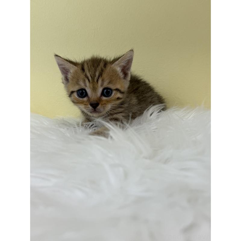 販売中の埼玉県のブリティッシュショートヘア-132185の2枚目