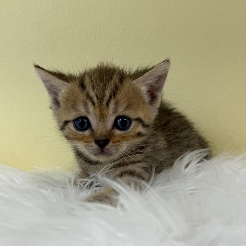 販売中の埼玉県のブリティッシュショートヘア-132185の1枚目