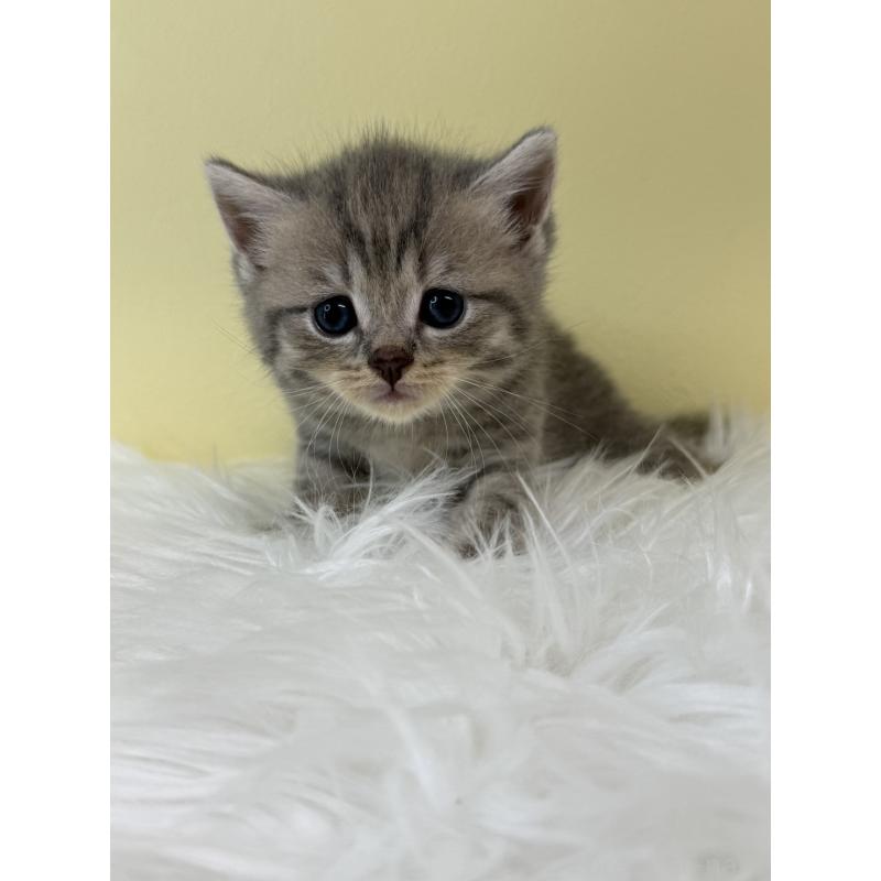 販売中の埼玉県のブリティッシュショートヘア-132186の4枚目