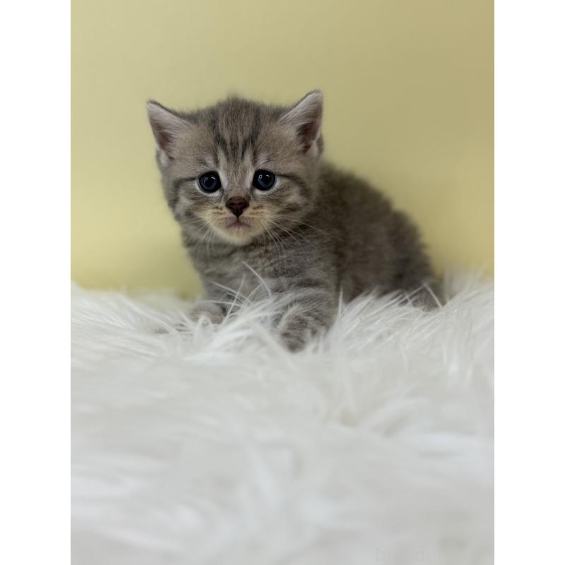 販売中の埼玉県のブリティッシュショートヘア-132186の2枚目