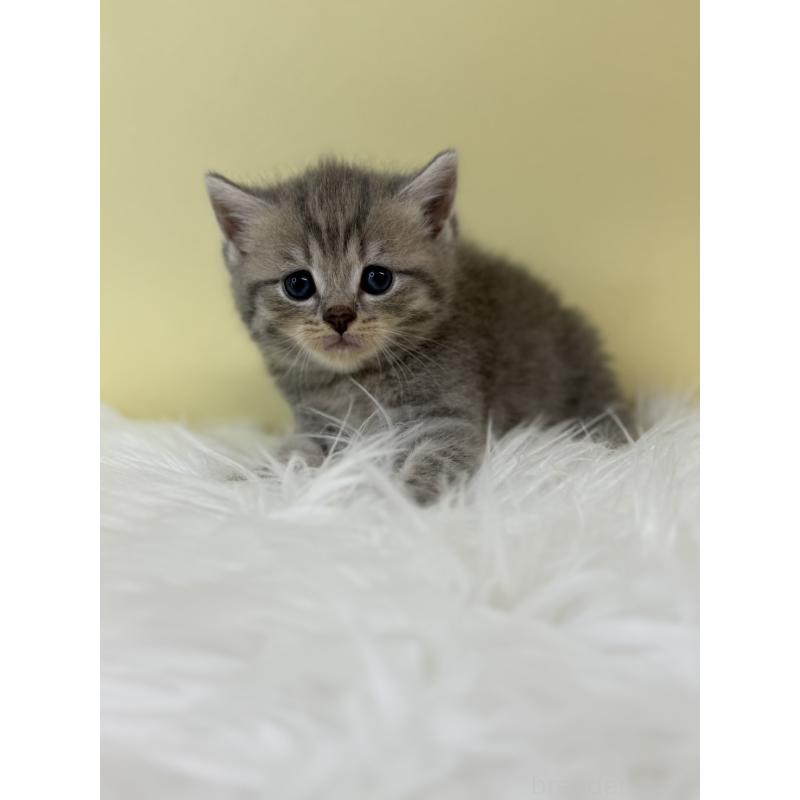 販売中の埼玉県のブリティッシュショートヘア-132186の3枚目