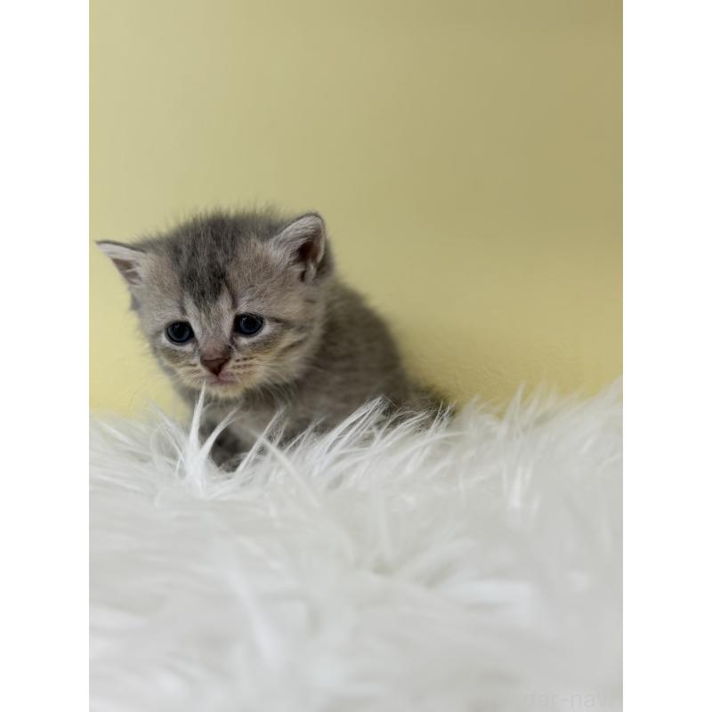 販売中の埼玉県のブリティッシュショートヘア-132187の4枚目