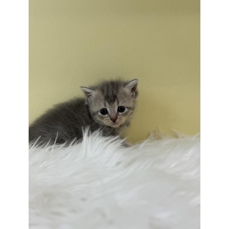 販売中の埼玉県のブリティッシュショートヘア-132187の3枚目