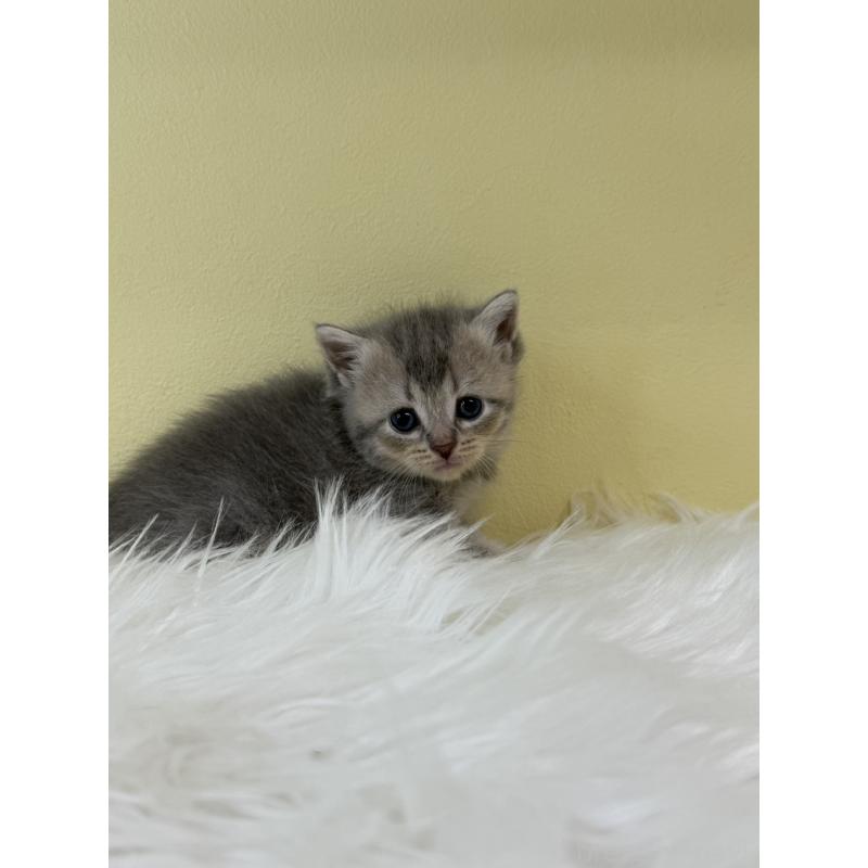 販売中の埼玉県のブリティッシュショートヘア-132187の2枚目