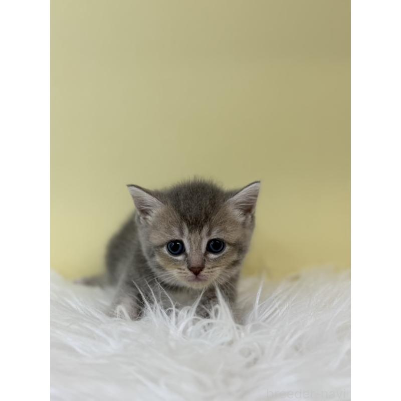 販売中の埼玉県のブリティッシュショートヘア-132188の4枚目