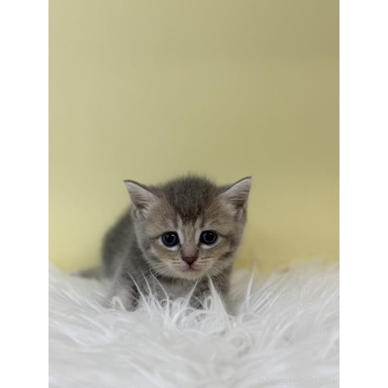 販売中の埼玉県のブリティッシュショートヘア-132188の3枚目