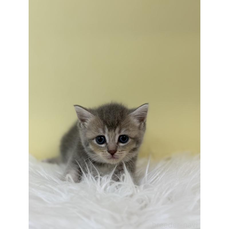 販売中の埼玉県のブリティッシュショートヘア-132188の2枚目