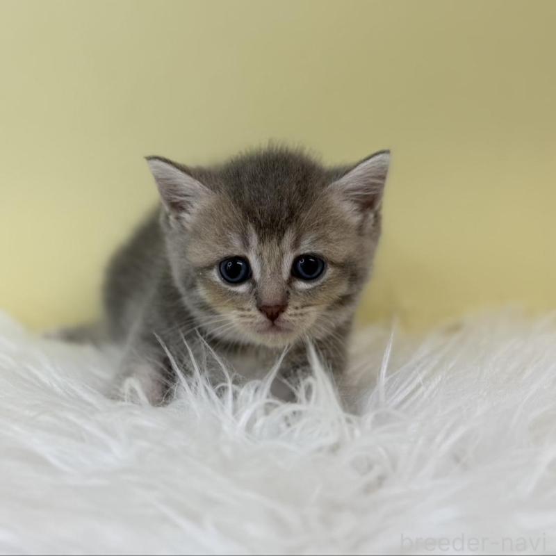 販売中の埼玉県のブリティッシュショートヘア-132188の1枚目