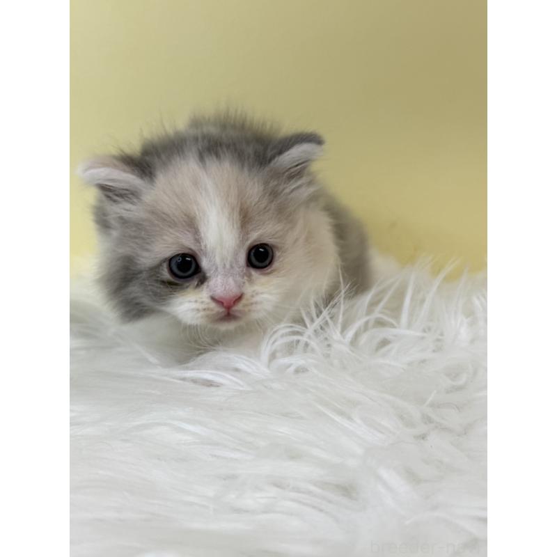 販売中の埼玉県のサイベリアン-132189の4枚目