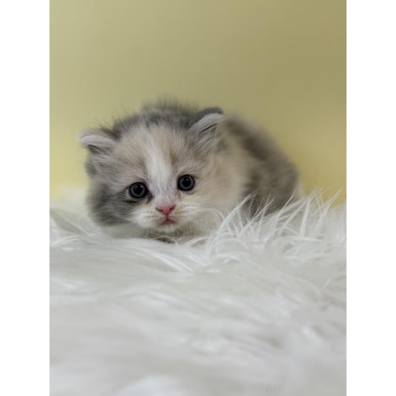 販売中の埼玉県のサイベリアン-132189の3枚目