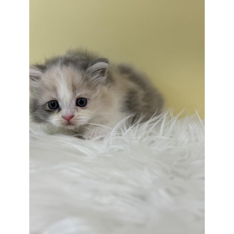 販売中の埼玉県のサイベリアン-132189の2枚目