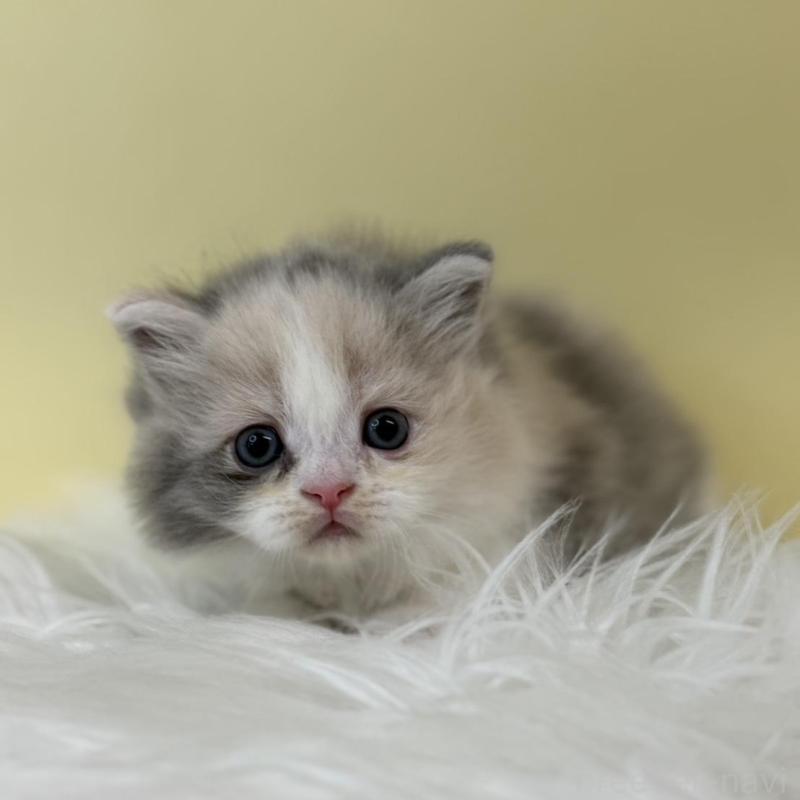 販売中の埼玉県のサイベリアン-132189の1枚目