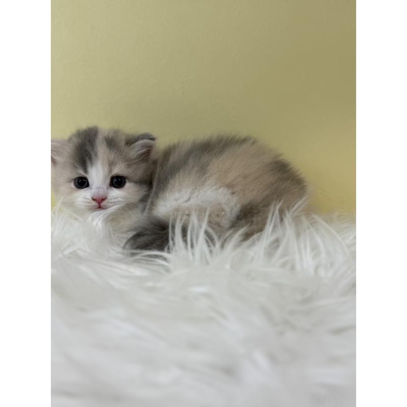 販売中の埼玉県のサイベリアン-132190の4枚目