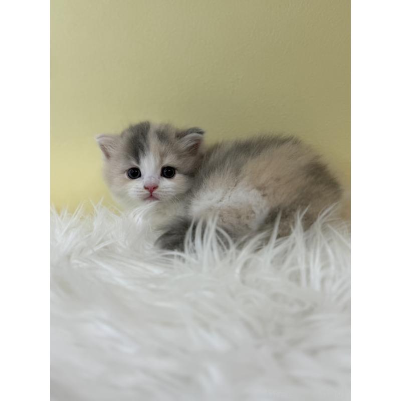 販売中の埼玉県のサイベリアン-132190の3枚目