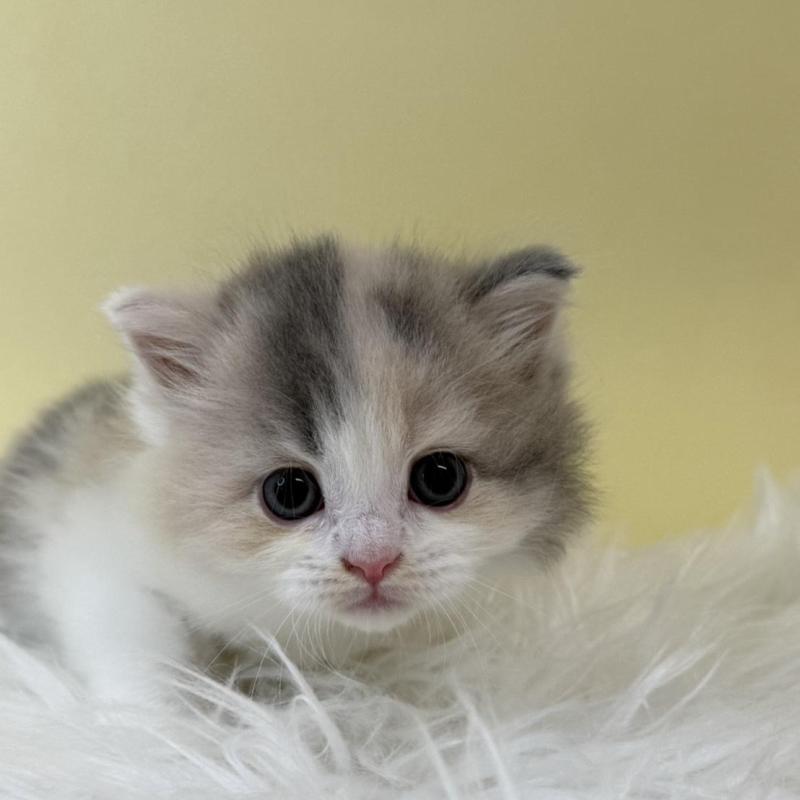 販売中の埼玉県のサイベリアン-132190の2枚目