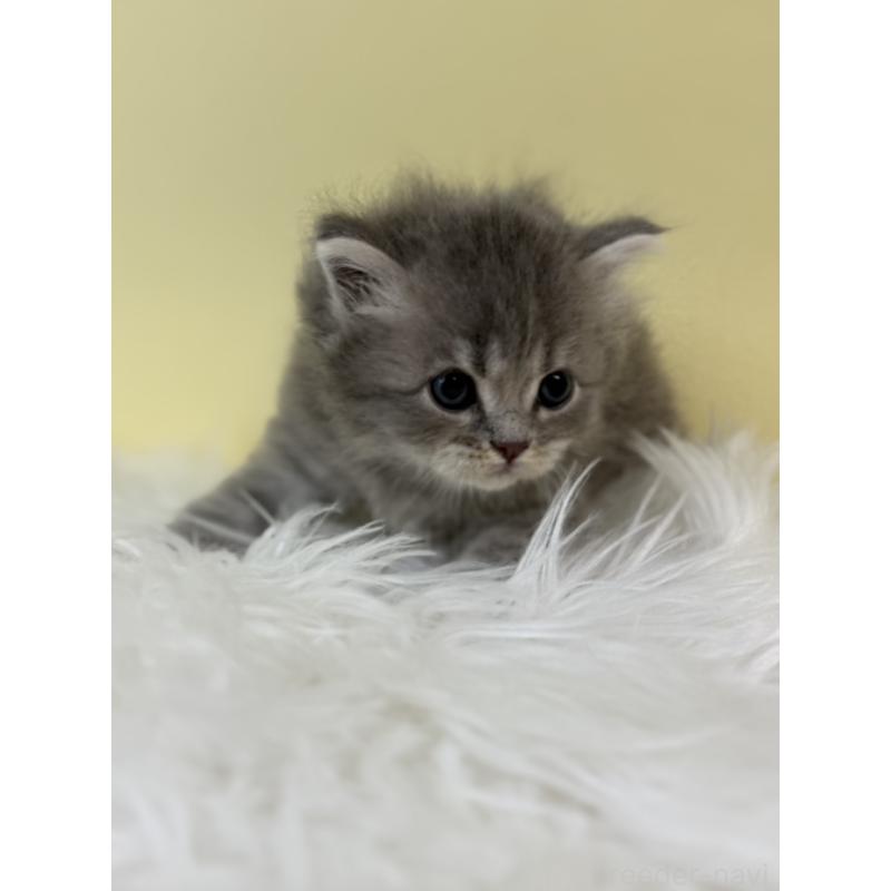 販売中の埼玉県のサイベリアン-132191の3枚目