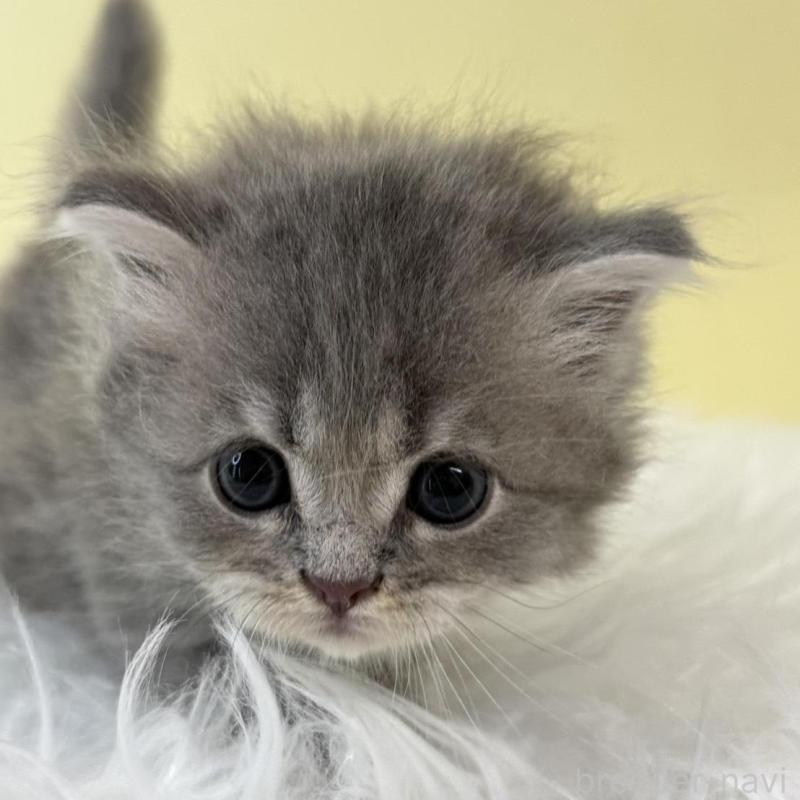 販売中の埼玉県のサイベリアン-132191の1枚目