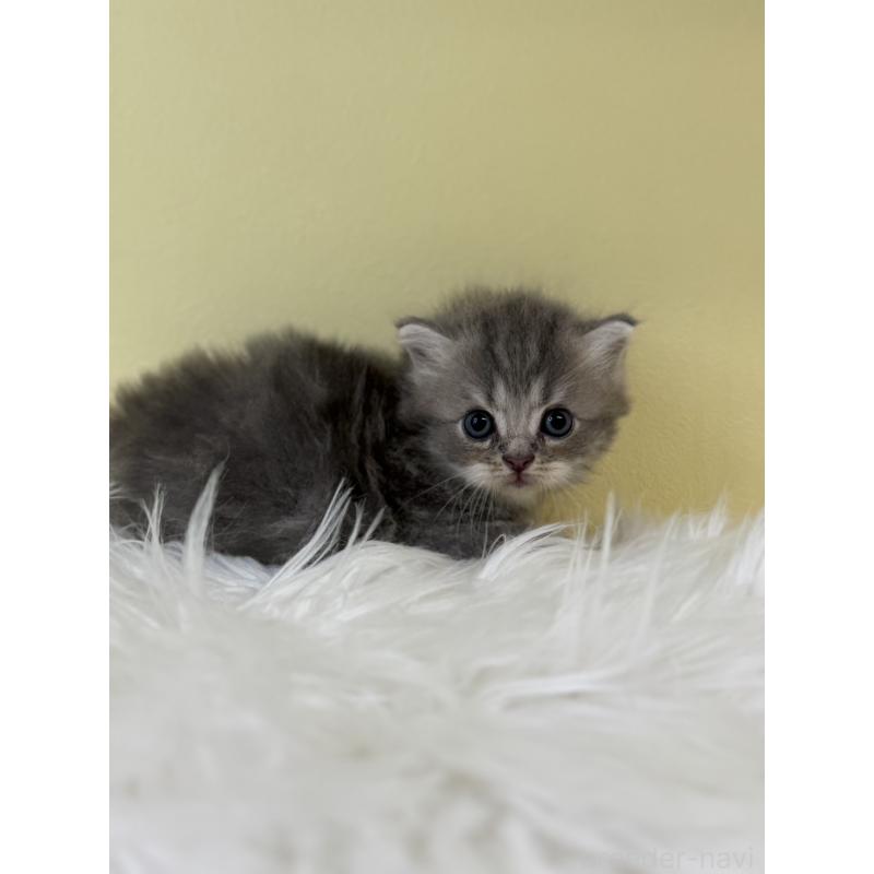 販売中の埼玉県のサイベリアン-132192の4枚目