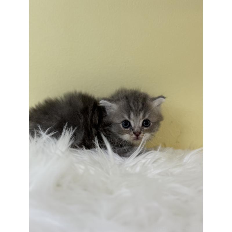 販売中の埼玉県のサイベリアン-132192の3枚目