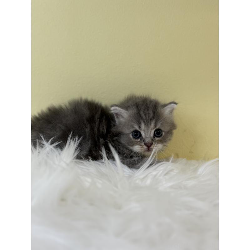 販売中の埼玉県のサイベリアン-132192の2枚目