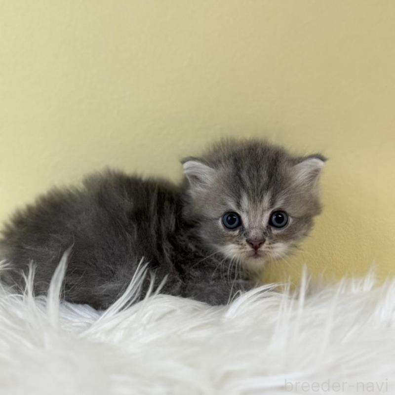 販売中の埼玉県のサイベリアン-132192の1枚目