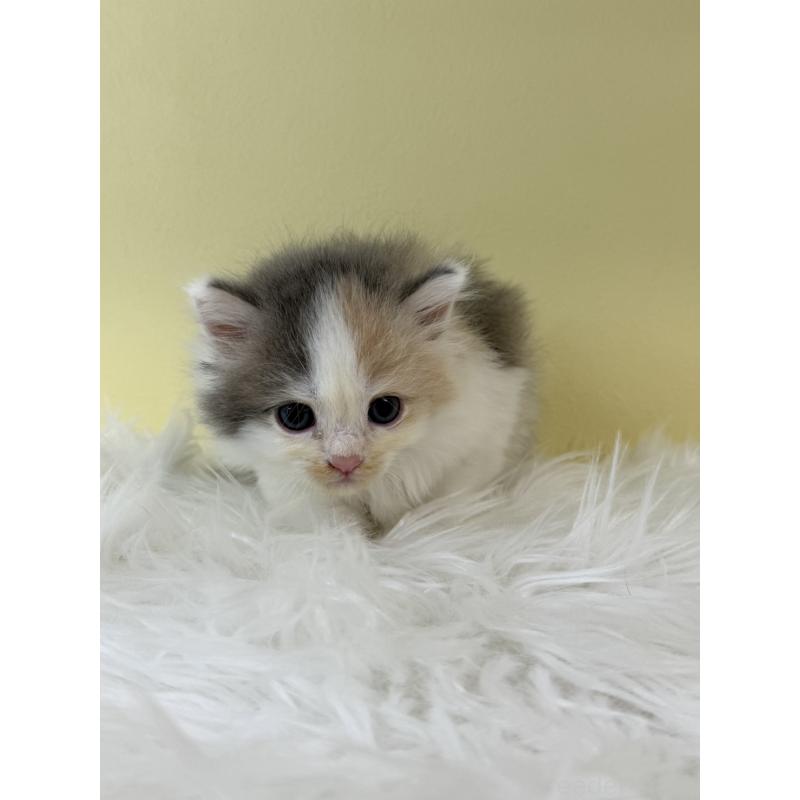 販売中の埼玉県のサイベリアン-132193の4枚目