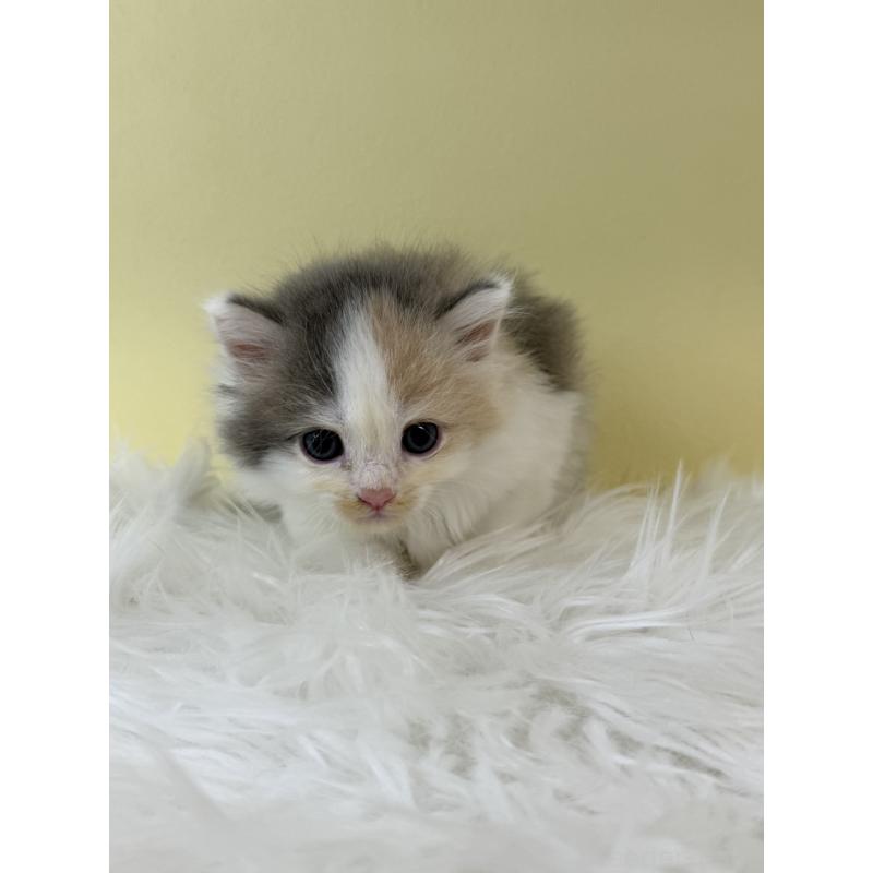 販売中の埼玉県のサイベリアン-132193の3枚目