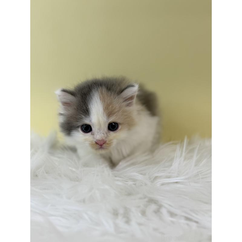 販売中の埼玉県のサイベリアン-132193の2枚目