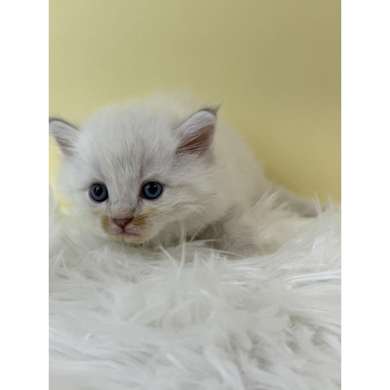 販売中の埼玉県のサイベリアン-132194の4枚目