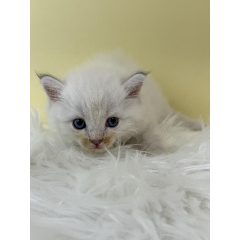 販売中の埼玉県のサイベリアン-132194の3枚目