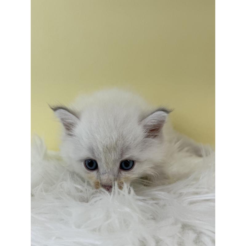 販売中の埼玉県のサイベリアン-132194の2枚目