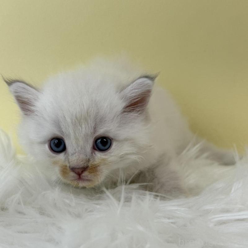 販売中の埼玉県のサイベリアン-132194の1枚目