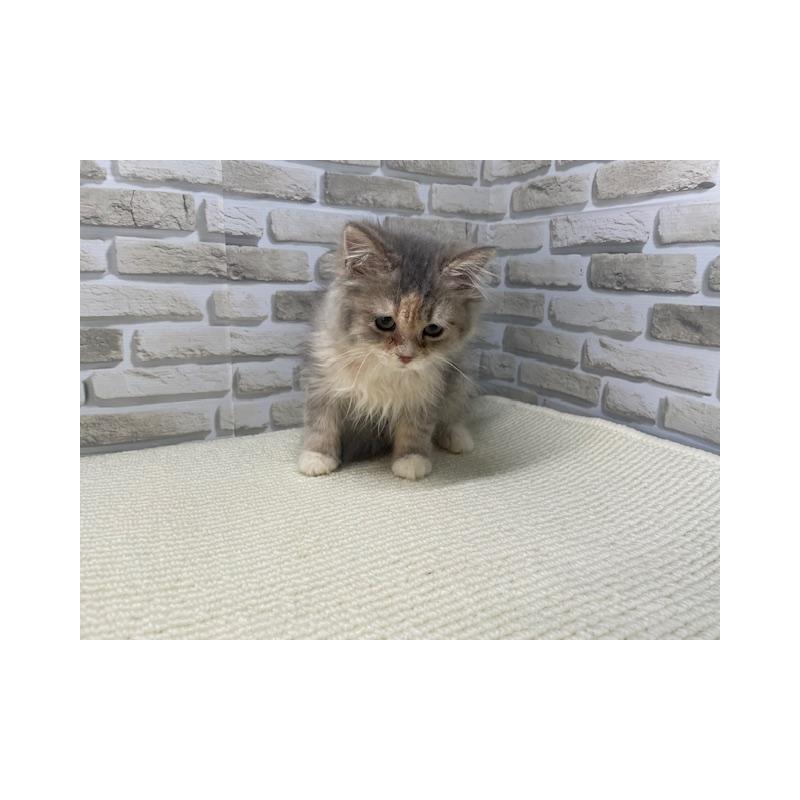 販売中の埼玉県のマンチカン-132724の4枚目